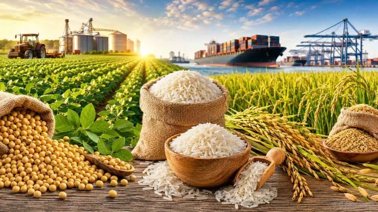 Golden paddy rice grains ready for milling